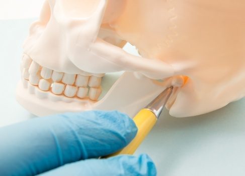 Model skull used to describe equilibration and occlusal adjustments